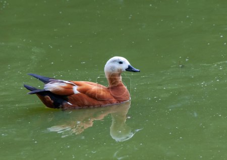 Téléchargez les photos : Ruddy Shelduck (Tadorna ferruginea), duck swims in green water in the lake, Askania-Nova, Ukraine - en image libre de droit