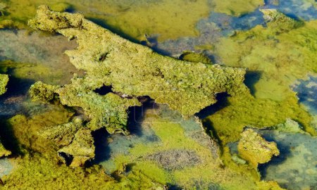 Foto de Algas verdes unicelulares, diatomeas y verde azuladas en un charco de sal en la orilla del estuario de Kuyalnik, región de Odessa - Imagen libre de derechos