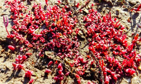 Téléchargez les photos : Salicorne commune (Salicornia europaea), plante succulente avec pigment rouge en automne sur les rives, Kuyalnik, Ukraine - en image libre de droit