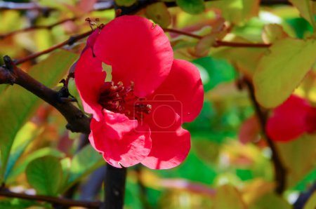 Téléchargez les photos : Chaenomeles cathayensis, fleur de coing japonaise aux pétales rouges - en image libre de droit