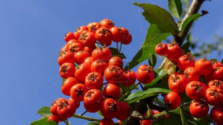Foto de Pyracantha o espino fuego, frutos rojos de una hoja perenne contra un cielo azul - Imagen libre de derechos