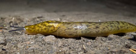 Photo for Slug, or land slug crawls at night after rain in search of food - Royalty Free Image