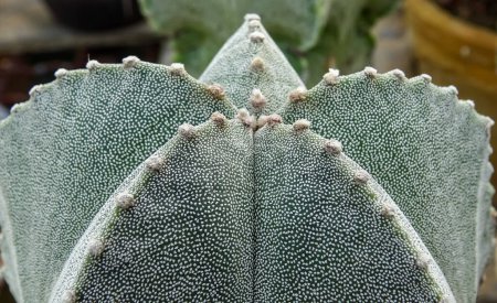 Téléchargez les photos : Close-up, cactus Astrophytum sp., in the collection - en image libre de droit