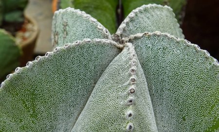 Photo for Close-up, cactus Astrophytum sp., in the collection - Royalty Free Image