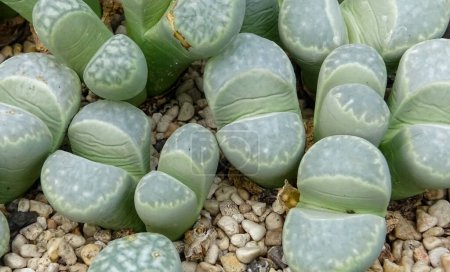 Mesembs (Lithops sp.), African plant from Namibia in the botanical collection of supersucculent plants