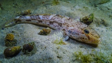 Foto de Peces marinos Knout goby (Mesogobius batrachocephalus) se encuentra en el fondo cubierto de conchas marinas - Imagen libre de derechos