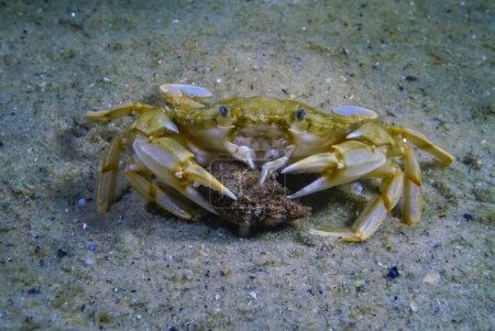 Photo for Liocarcinus holsatus, crab trying to eat hermit crab in the Black Sea - Royalty Free Image
