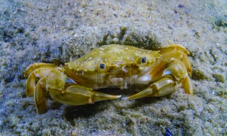 Liocarcinus holsatus, crab burrows into the sand in the Black Sea