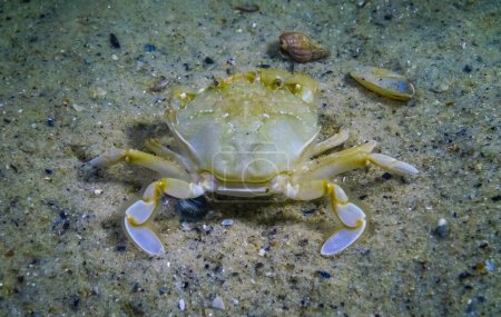 Photo for Crabs (Liocarcinus holsatus), On the sand in the Black Sea, rear view - Royalty Free Image