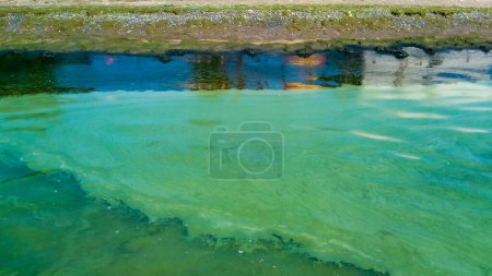Foto de Floración del agua, las algas flotan en la superficie del agua en el Mar Negro, una alga verde azulada tóxica (Nodularia spumigena), desastre ecológico - Imagen libre de derechos