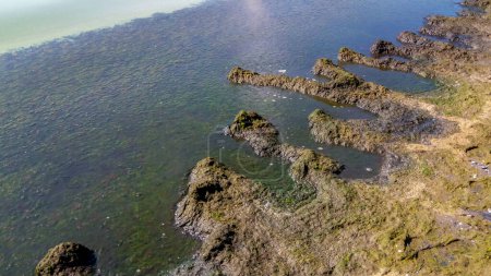Téléchargez les photos : Eutrophisation de la mer Noire, algues macrophytes pourries près du rivage - en image libre de droit