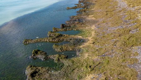 Foto de Eutrofización del Mar Negro, algas macrófitas en descomposición cerca de la orilla - Imagen libre de derechos
