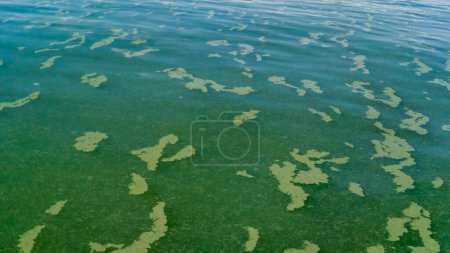 Téléchargez les photos : Des algues flottent à la surface de l'eau dans la mer Noire, une algue toxique bleu-vert (Nodularia spumigena), une catastrophe écologique, la prolifération de l'eau - en image libre de droit