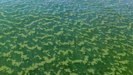 Foto de Las algas flotan en la superficie del agua en el Mar Negro, una alga tóxica azul-verde (Nodularia spumigena), desastre ecológico, floración del agua - Imagen libre de derechos