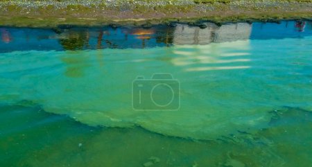 Foto de Floración del agua, las algas flotan en la superficie del agua en el Mar Negro, una alga verde azulada tóxica (Nodularia spumigena), desastre ecológico - Imagen libre de derechos
