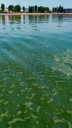 Photo for Algae float on the surface of the water in the Black Sea, a toxic blue-green algae (Nodularia spumigena), ecological disaster, water bloom - Royalty Free Image
