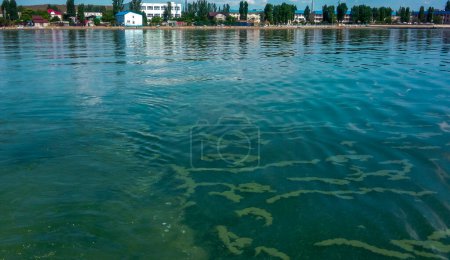 Photo for Algae float on the surface of the water in the Black Sea, a toxic blue-green algae (Nodularia spumigena), ecological disaster, water bloom - Royalty Free Image
