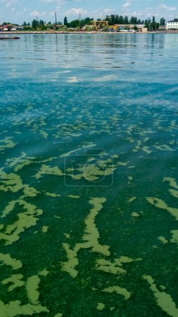 Des algues flottent à la surface de l'eau dans la mer Noire, une algue toxique bleu-vert (Nodularia spumigena), une catastrophe écologique, la prolifération de l'eau