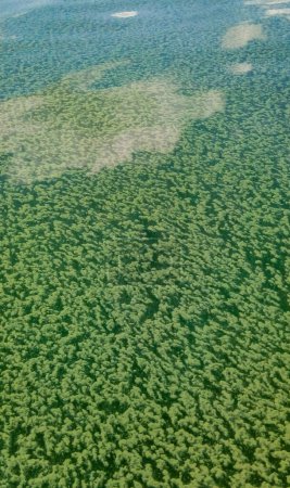 Téléchargez les photos : Des algues flottent à la surface de l'eau dans la mer Noire, une algue toxique bleu-vert (Nodularia spumigena), une catastrophe écologique, la prolifération de l'eau - en image libre de droit