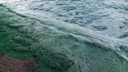 Foto de Tormenta arrasada en el Mar Negro una alga tóxica azul-verde (Nodularia spumigena), desastre ecológico, florecimiento del agua - Imagen libre de derechos