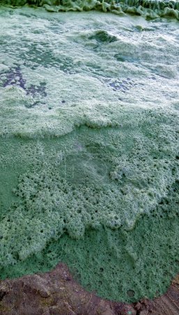 Téléchargez les photos : Tempête a échoué sur la mer Noire une algue toxique bleu-vert (Nodularia spumigena), désastre écologique, fleur d'eau - en image libre de droit