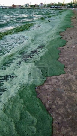 Photo for Storm washed up on the Black Sea a toxic blue-green algae (Nodularia spumigena), ecological disaster, water bloom - Royalty Free Image