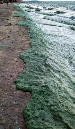 Photo for Storm washed up on the Black Sea a toxic blue-green algae (Nodularia spumigena), ecological disaster, water bloom - Royalty Free Image