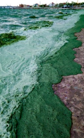 Téléchargez les photos : Tempête a échoué sur la mer Noire une algue toxique bleu-vert (Nodularia spumigena), désastre écologique, fleur d'eau - en image libre de droit