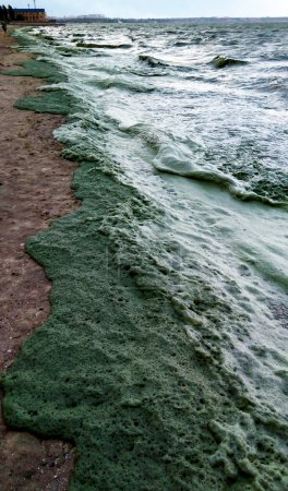 Foto de Tormenta arrasada en el Mar Negro una alga tóxica azul-verde (Nodularia spumigena), desastre ecológico, florecimiento del agua - Imagen libre de derechos