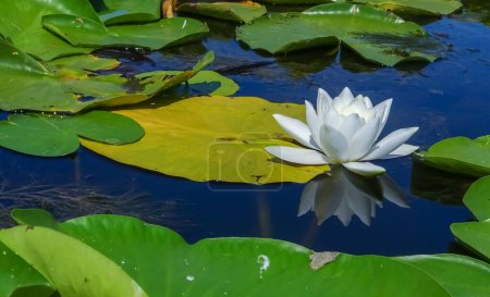 Photo for Beautiful white water lily (Nymphaea alba) flowers on the water surface in the lake, Kugurluy, Ukraine - Royalty Free Image