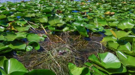 Foto de Chlidonias hybrida, anidan en algas flotantes con huevos en el lago Kugurluy, Ucrania - Imagen libre de derechos