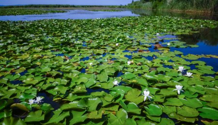 Photo for Beautiful white water lily (Nymphaea alba) flowers on the water surface in the lake, Kugurluy, Ukraine - Royalty Free Image