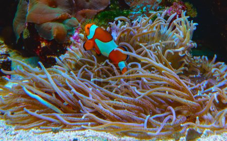 Téléchargez les photos : Poisson clown, Anémone (Amphiprion ocellaris) nage parmi les tentacules des anémones, symbiose des poissons et des anémones - en image libre de droit