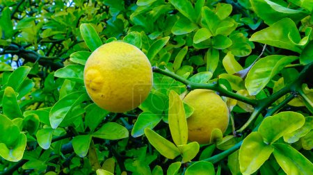 Photo for The green fruit of the Poncirus citrus plant on the bush - Royalty Free Image