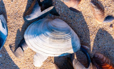 Photo for Shells of the clam Mya arenaria on the shore. Tiligul Liman, Odessa region - Royalty Free Image
