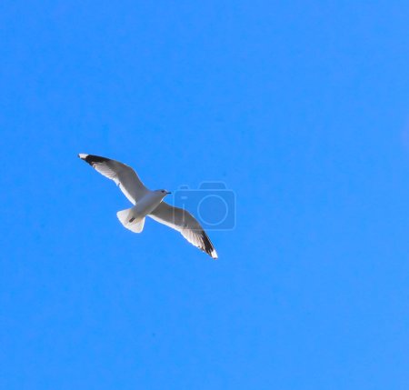 Foto de Gaviota vuela en el aire contra el cielo azul, Ucrania - Imagen libre de derechos