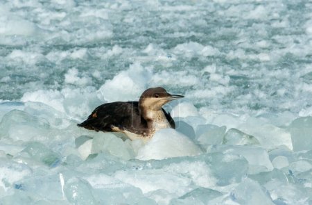 Photo for The black-throated loon (Gavia arctica), bird resting on floating ice in the Black Sea - Royalty Free Image