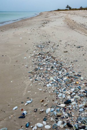 Shells of mollusks (Miya, Cerastoderma) in storm emissions on the sandy Kinburn Spit, Ukraine Poster 670794076