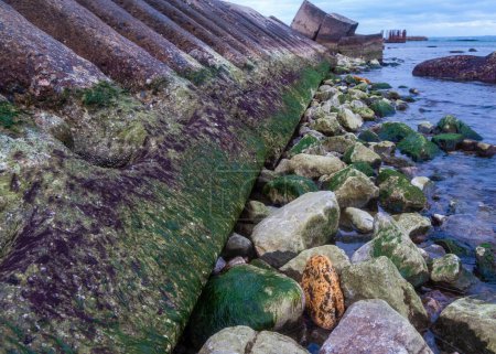 Foto de Algas verdes y rojas sobre piedras durante un fuerte reflujo (oleaje de agua) en el Mar Negro - Imagen libre de derechos