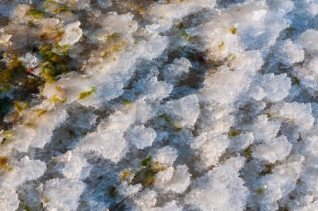 Photo for Weathered ice and frozen snow in the form of needle crystals on the bank of the Tiligul Estuary on a sunny day, Ukraine - Royalty Free Image