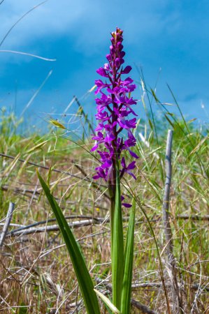 Photo for Orchis mascula - early-purple orchid, flowering plants from the steppe in the Landscape Park on the bank of the Tiligul estuary - Royalty Free Image