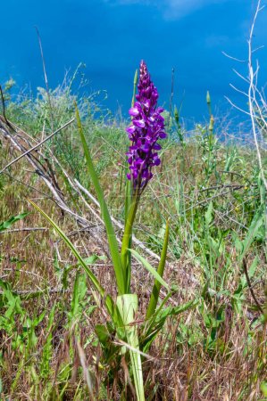 Foto de Orchis mascula - orquídea púrpura temprana, plantas con flores de la estepa en el Parque del Paisaje en la orilla del estuario de Tiligul - Imagen libre de derechos