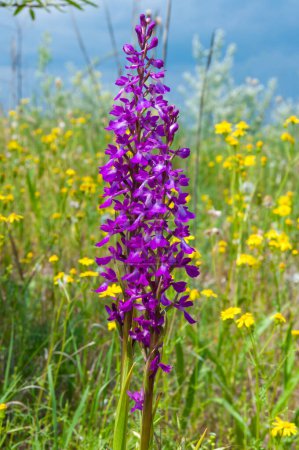Photo for Orchis mascula - early-purple orchid, flowering plants from the steppe in the Landscape Park on the bank of the Tiligul estuary - Royalty Free Image