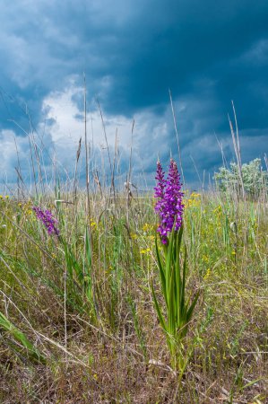Foto de Orchis mascula - orquídea púrpura temprana, plantas con flores de la estepa en el Parque del Paisaje en la orilla del estuario de Tiligul - Imagen libre de derechos