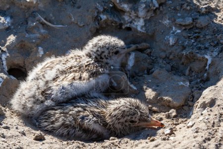 Photo for Sandwich tern (Thalasseus sandvicensis), nestling mimics against the background of gray earth on the bank of the Tiligul estuary, Ukraine - Royalty Free Image