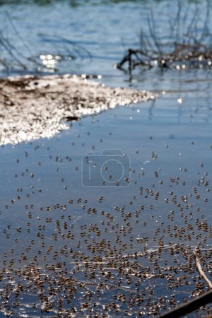 Photo for Coastal fly (Diptera) on the water in the shallow water of the Tiligul estuary, Ukraine - Royalty Free Image