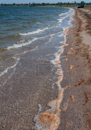 Téléchargez les photos : Floraison d'eau, algues jetées sur le rivage sablonneux pendant la période de développement de masse d'algues dans l'estuaire de Tiligul, en Ukraine - en image libre de droit