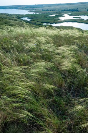 bunchgrass