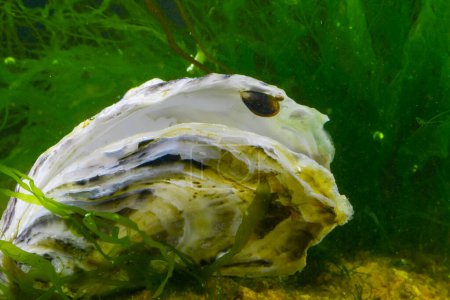 Téléchargez les photos : Une jeune moule attachée à une coquille d'huître sur fond d'algues vertes Enteromorpha, Mer Noire - en image libre de droit