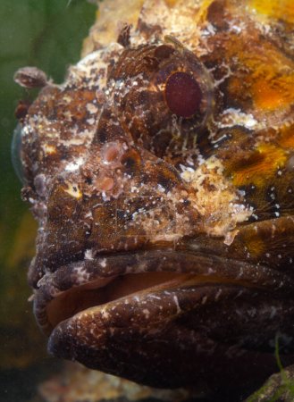 Photo for Poisonous dangerous fish,  European black scorpionfish (Scorpaena porcus), Fish of the Black Sea - Royalty Free Image